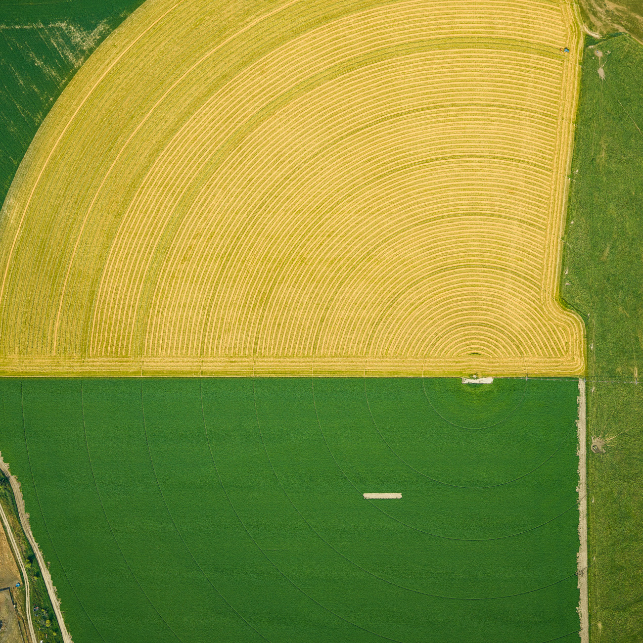 yellow farmland
