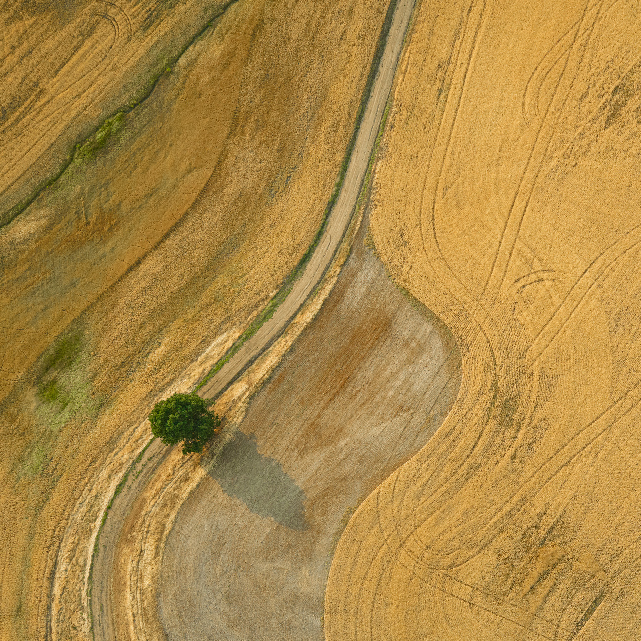 Palouse Tree Aerial 