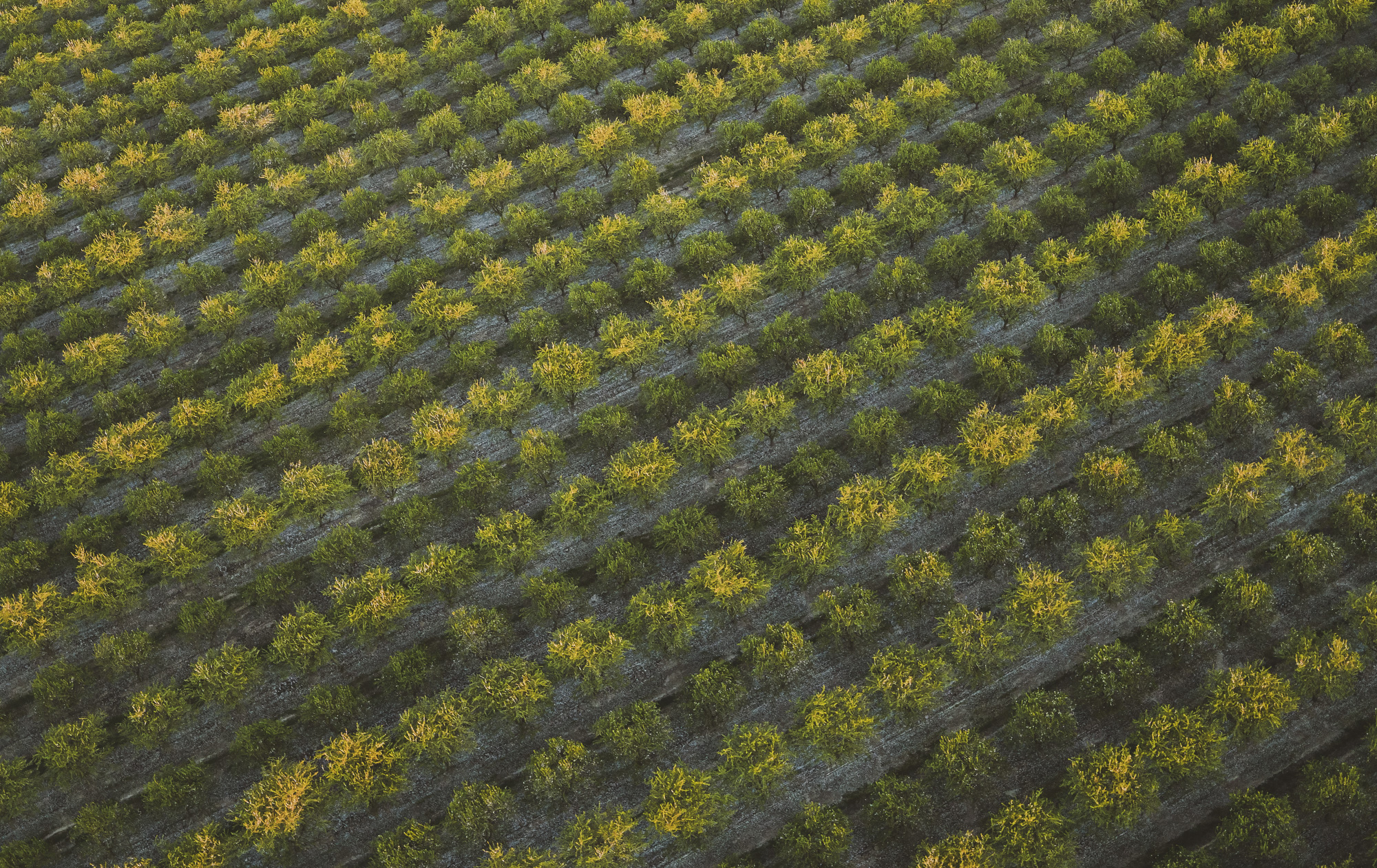 Rows of Trees