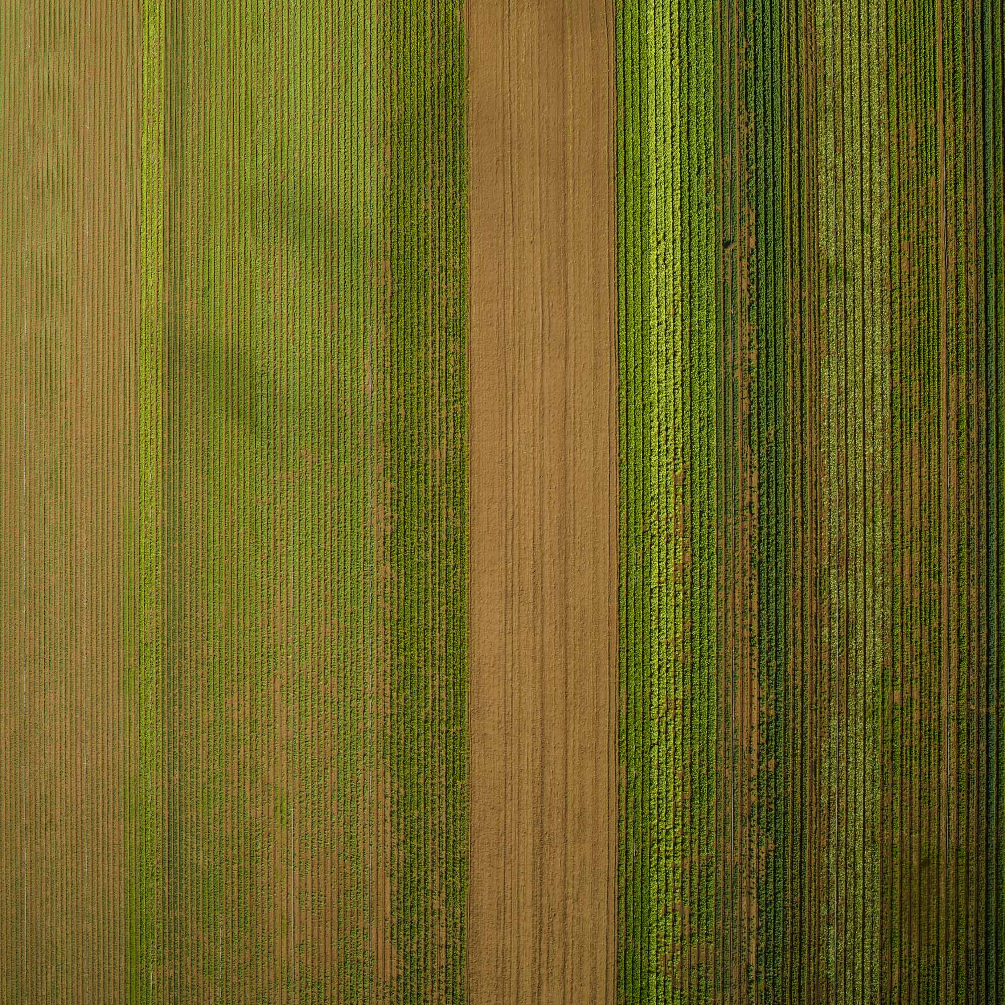 vertical rows of veggies 
